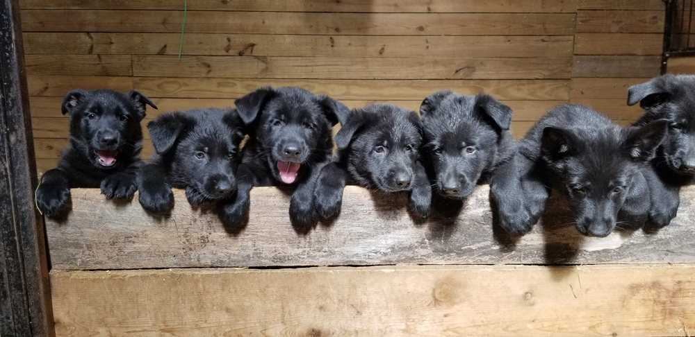 The Puppies 7 weeks old